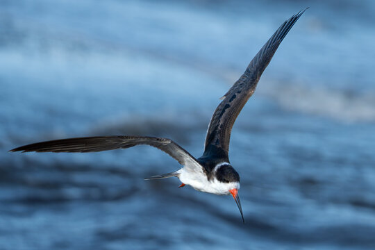Black-skimmer bird soars above churning ocean waves