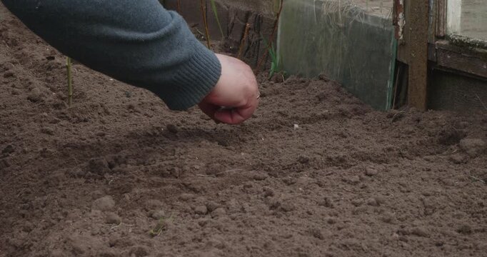 Male farmer's hands carefully planting seeds into prepared soil inside a rustic greenhouse, cultivating new life for the upcoming harvest and practicing sustainable agriculture.