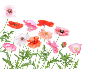 Obraz premium Colorful field with poppy blossoms of various colors