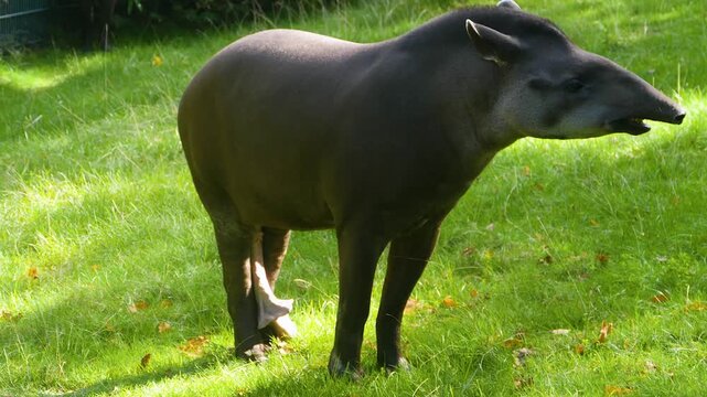 Close up of a gray tapir standing on a meadow with an erection and looking around on a sunny day 