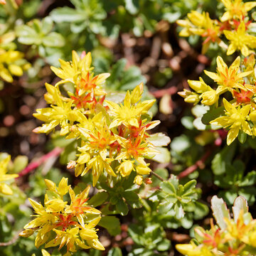 Sedum kamtschaticum - Fleurs &eacute;toil&eacute;es jaune dor&eacute; teint&eacute;es de rouge d'orpin du Kamtschatka ou orpin Russe au dessus d'un feuillage charnu et dent&eacute;e vert fonc&eacute;