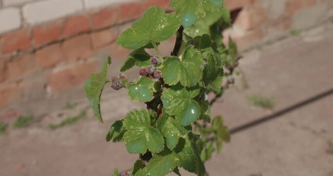 Farmer spraying bordeaux mixture on blackcurrant bush leaves and flowers with a manual pump sprayer to protect them against fungal diseases and pests in the organic garden during springtime.