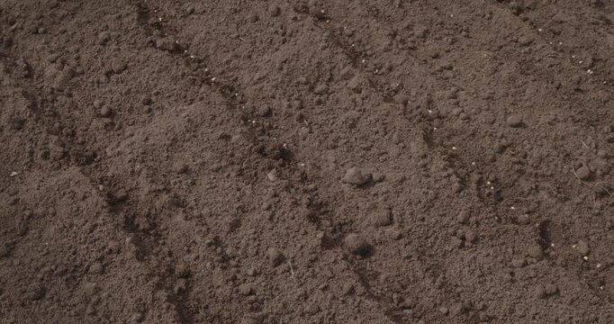 Male farmer's hand planting seeds into the dark, fertile soil of a vegetable garden bed, carefully placing them in neat rows for future growth and a successful harvest.