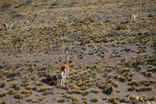 Grupo de guanacos salvajes caminando por una colina empinada y &aacute;rida con vegetaci&oacute;n de estepa baja en la Patagonia, Argentina. Fauna aut&oacute;ctona en libertad.