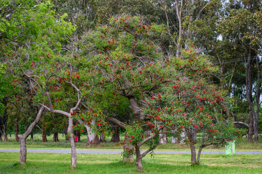 Blooming Ceibo tree with vibrant red flowers, the national flower of Argentina.