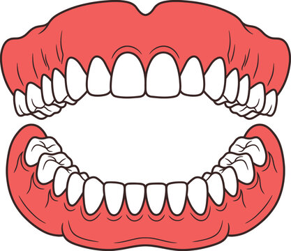 Illustration of open mouth with full set of pink teeth and gums, showing detailed upper and lower jaw structure.