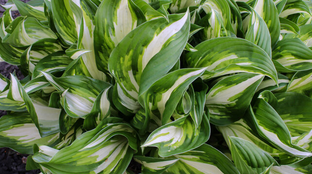 Hosta green leaves in the garden