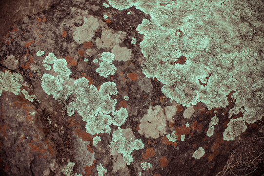 l&iacute;quenes hongos en piedras