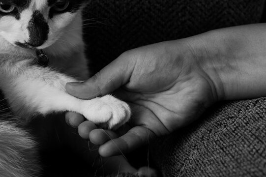 hand and cat