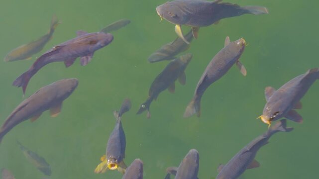 Close up carp fish begging  for food on the water surface of a lake opening their mouth wide on a sunny summer day
