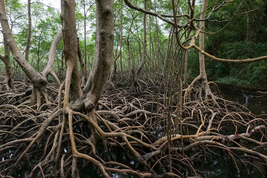 Shore of a small river densely overgrown with mangrove vegetation during low tide in the swamps of the Okefenokee Swamp, USA