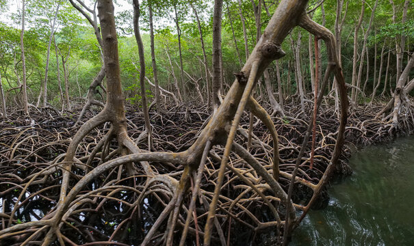 Shore of a small river densely overgrown with mangrove vegetation during low tide in the swamps of the Okefenokee Swamp, USA