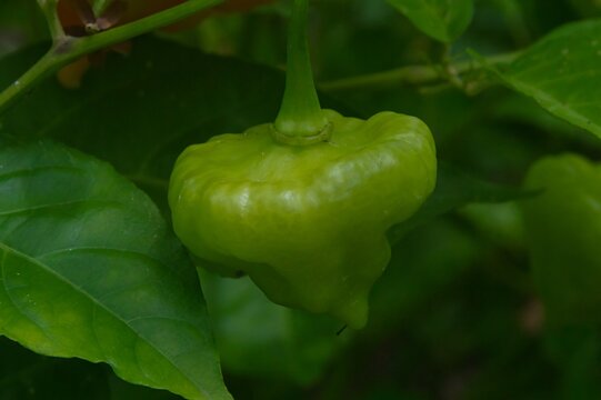 Aj&iacute; trompito verde creciendo en la planta dentro de un huerto tropical, rodeado de hojas naturales y luz del d&iacute;a. Fruto fresco e inmaduro ideal para conceptos de agricultura y huerto casero