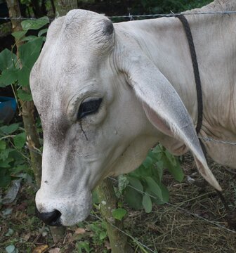 Cara de una vaca blanca