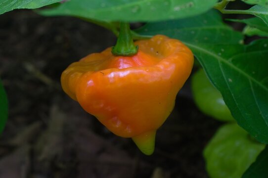 Aj&iacute; trompito maduro de color rojo creciendo en la planta bajo luz natural, rodeado de hojas verdes en un huerto tropical. Fruto fresco listo para cosecha, ideal para conceptos de agricultura, alimento