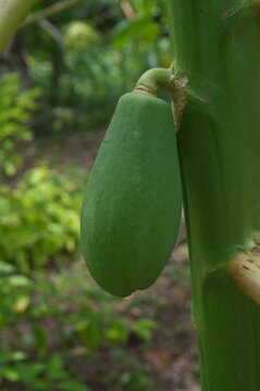 Papaya verde a&uacute;n en crecimiento colgando del &aacute;rbol en un ambiente tropical, rodeada de hojas naturales y luz del d&iacute;a. Fruta inmadura fresca cultivada en clima c&aacute;lido, ideal para conceptos de agricultu
