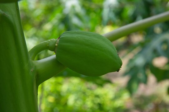 Papaya verde a&uacute;n en crecimiento colgando del &aacute;rbol en un ambiente tropical, rodeada de hojas naturales y luz del d&iacute;a. Fruta inmadura fresca cultivada en clima c&aacute;lido, ideal para conceptos de agricultu