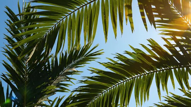 Tropical Palm Tree Leaves Against Blue Sky in Sunlight &mdash; Lush Green Coconut Palm Fronds with Golden Light Flare Summer Background