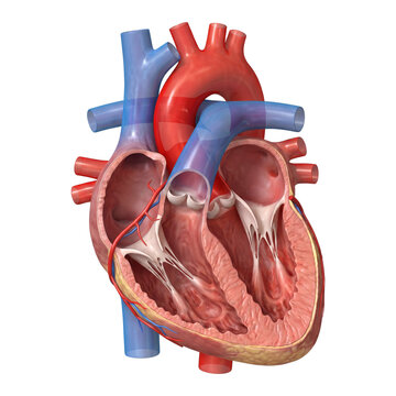 Anatomical human heart cross section isolated on transparent background