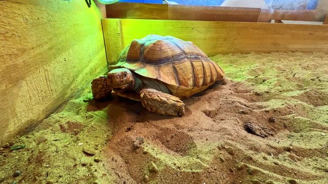 A large tortoise moves slowly on the sand inside its habitat. The area has wood walls and green light. The scene shows a natural environment for the tortoise.