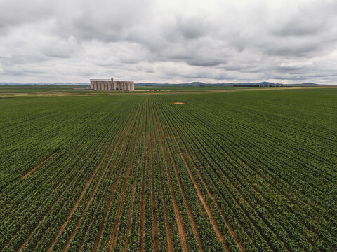Aerial view of vast green agricultural crop rows leading toward a large industrial grain silo under a cloudy sky in Thabo Mofutsanyana District Municipality, Free State, South Africa.