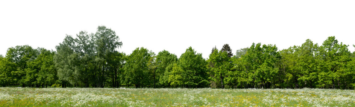 Landscape with trees and bushes over a meadow isolated on white and transparent background