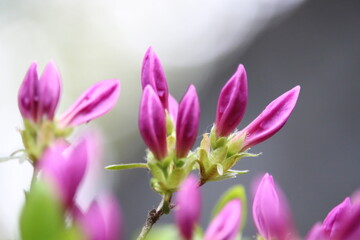 Obraz premium purple azalea bud