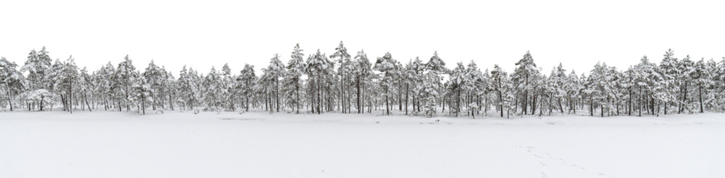 Winter forest with trees covered with snow, isolated on white and transparent background