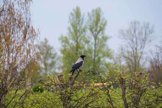 Crow Perched on Fence presented in a natural scene in an outdoor setting, in a natural environment, under daylight, with a natural mood, suitable for wildlife, conservation.