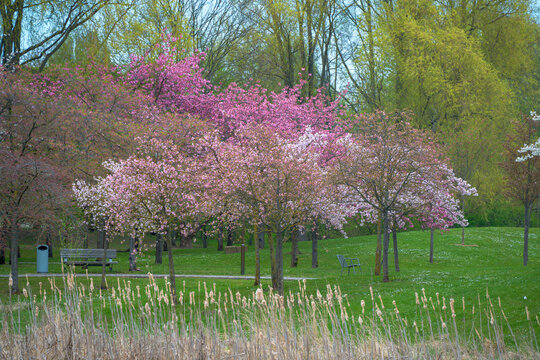 Vibrant Spring Blossoms in presented in a natural scene in an outdoor setting, in a natural environment, under daylight, with a natural mood, suitable for wildlife, conservation.