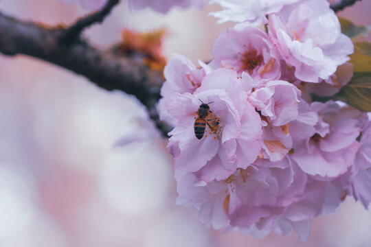 Blossoming Cherry Blossoms presented in a natural scene in an outdoor setting, in a natural environment, under daylight, with a natural mood, suitable for wildlife, conservation.