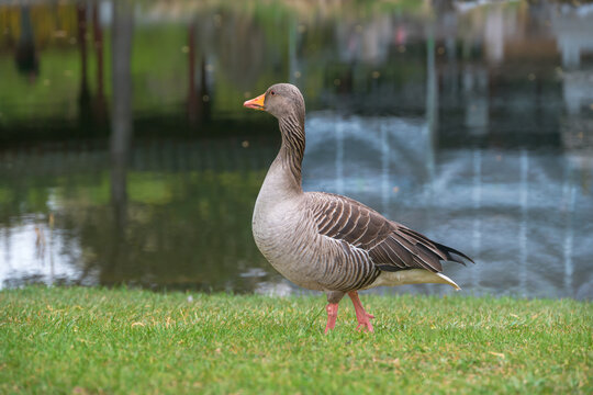 Grey and White Goose presented in a natural scene in an outdoor setting, in a natural environment, under daylight, with a natural mood, suitable for wildlife, conservation.