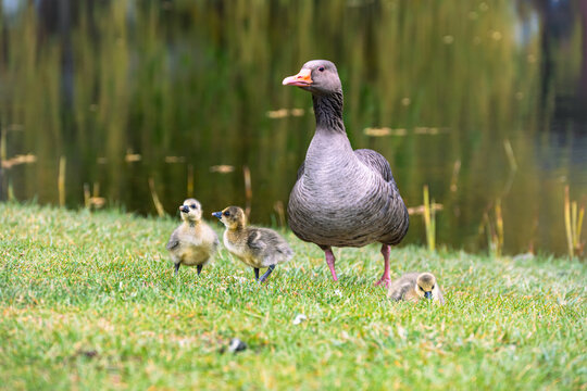 Mother Duck with Ducklings presented in a natural scene in an outdoor setting, in a natural environment, under daylight, with a natural mood, suitable for wildlife, conservation.