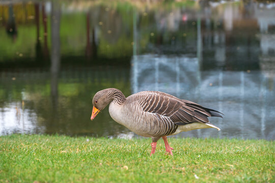 Goose in a park presented in a natural scene in an outdoor setting, in a natural environment, under daylight, with a natural mood, suitable for wildlife, conservation, and nature education content.