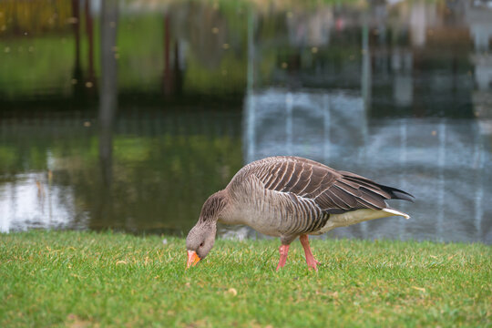 Goose in a park presented in a natural scene in an outdoor setting, in a natural environment, under daylight, with a natural mood, suitable for wildlife, conservation, and nature education content.