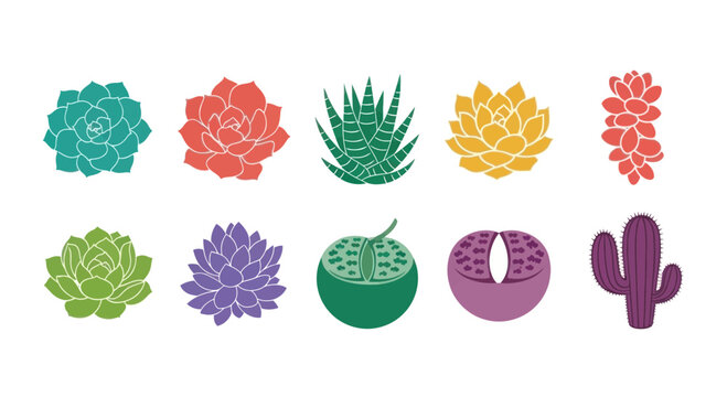 Succulent Plants Collection: Cactus, Echeveria, Aloe, Lithops Icons