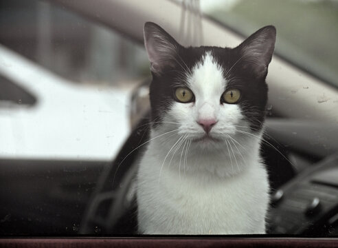 Cat in the Car Window
