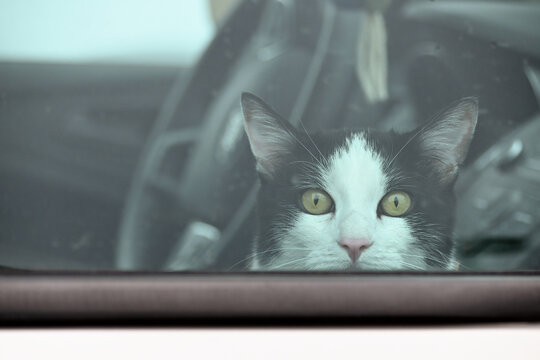 Cat in the Car Window
