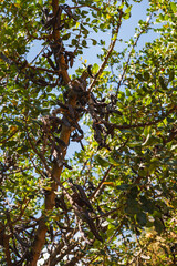 Fototapeta premium flowering evergreen tree called carob growing on the island of crete
