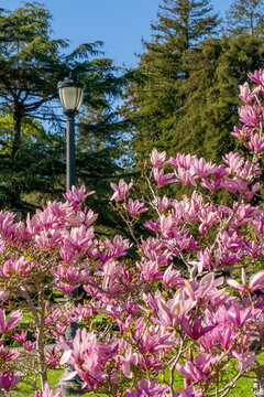 Pink Saucer Magnolias with Campus Lamp Post and Towering Conifers, University of California Berkeley