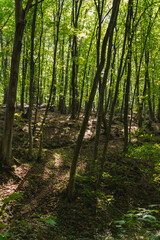 Fototapeta premium The natural landscape of loess gullies in a forest in Poland