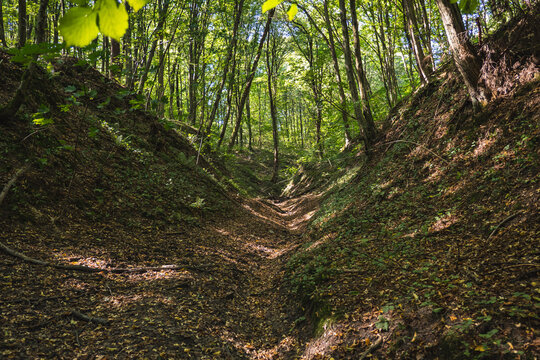 A dirt road running through a wild gully in the forest during summer