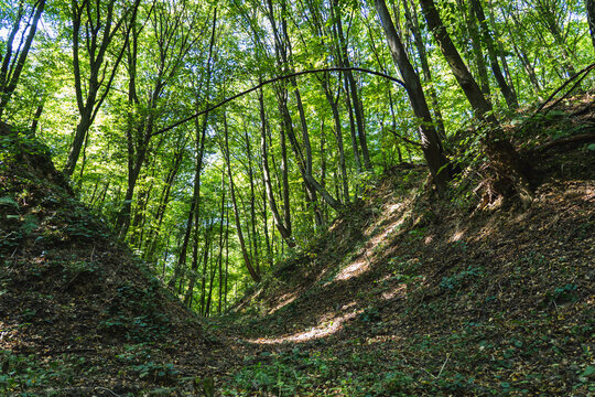 The natural landscape of loess gullies in a forest in Poland