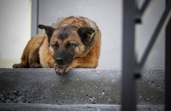 Lonely stray dog with ear tag sitting on concrete stairs in the city.