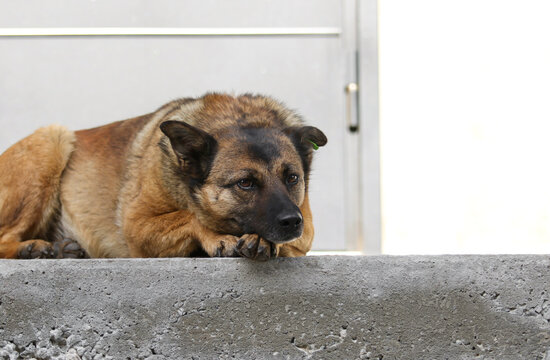 Sad stray dog lying on concrete stairs with chin on paw.