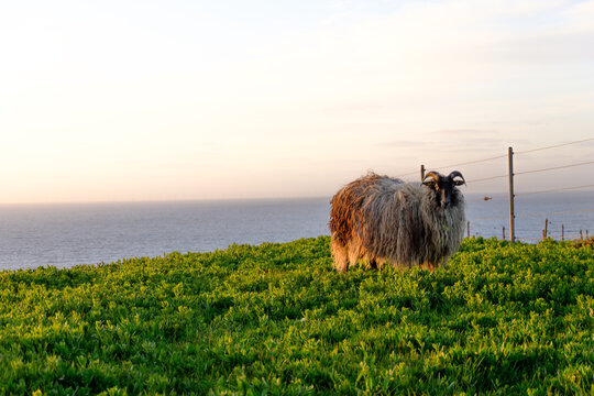 Lone horned ram sheep standing on green cliff overlooking sea