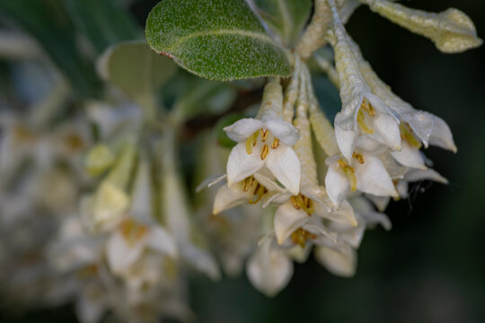 Macro shot of delicate white and cream autumn olive blossoms hanging from a branch with a textured green leaf in soft focus