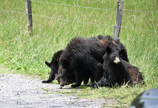 Black Bear Family by the Road
