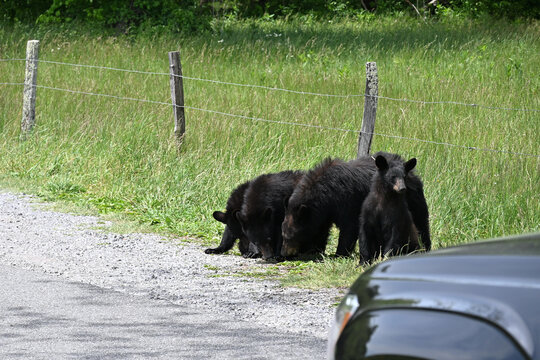Black Bear Family by the Road