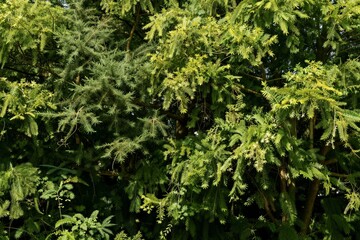 Fototapeta premium Dense green evergreen foliage covering natural outdoor hedge